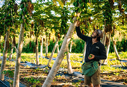 Are Agricultural Co-ops Seeing a Revival in Hawai‘i?